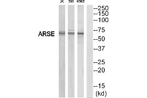 Western blot analysis of extracts from K562/293/Jurkat cells, using ARSE antibody.