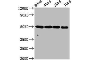 Western Blot Positive WB detected in Recombinant protein All lanes: ntpcr antibody at 4 μg/mL Secondary Goat polyclonal to rabbit IgG at 1/50000 dilution Predicted band size: 50 kDa Observed band size: 50 kDa (C1orf57 anticorps  (AA 1-185))
