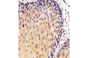 Immunohistochemical analysis of paraffin-embedded H.