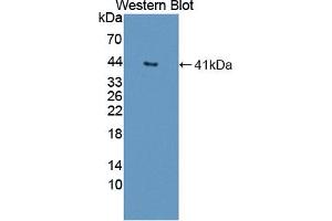 Figure. (Deoxyribonuclease II (AA 19-360) anticorps)