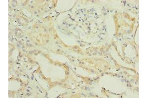 Immunohistochemistry of paraffin-embedded human kidney tissue using ABIN7152421 at dilution of 1:100 (FBXO28 anticorps  (AA 251-368))