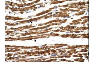 Image no. 1 for anti-N(alpha)-Acetyltransferase 16, NatA Auxiliary Subunit (NAA16) (AA 351-400) antibody (ABIN6738519)