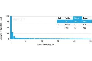 Analysis of Protein Array containing more than 21,000 full-length human proteins using Vimentin Mouse Monoclonal Antibody (VIM/3736) Z- and S- Score: The Z-score represents the strength of a signal that a monoclonal antibody (Monoclonal Antibody) (in combination with a fluorescently-tagged anti-IgG secondary antibody) produces when binding to a particular protein on the HuProtTM array.