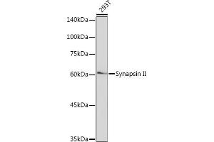 Western blot analysis of extracts of 293T cells, using Synapsin II Rabbit mAb (ABIN7270662) at 1:1000 dilution. (SYN2 anticorps)
