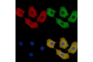 HSP70 Mouse Monoclonal Antibody staining HepG2 cells by IF/ICC. (HSP70 anticorps  (C-Term))