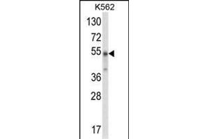Western blot analysis of WDSUB1 Antibody (Center) (ABIN652763 and ABIN2842501) in K562 cell line lysates (35 μg/lane). (WDSUB1 anticorps  (AA 303-331))