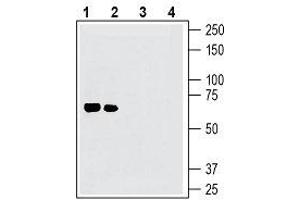 Western blot analysis of mouse brain lysates (lanes 1 and 3) and rat brain lysates (lanes 2 and 4): - 1, 2.