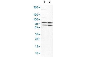 Western Blot analysis of Lane 1: NIH-3T3 cell lysate (mouse embryonic fibroblast cells) and Lane 2: NBT-II cell lysate (Wistar rat bladder tumor cells) with PRMT5 polyclonal antibody . (PRMT5 anticorps)