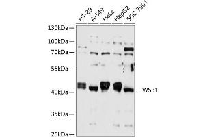 Western blot analysis of extracts of various cell lines, using WSB1 antibody (ABIN6133281, ABIN6150267, ABIN6150268 and ABIN6215789) at 1:1000 dilution. (WSB1 anticorps  (AA 182-421))