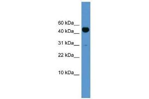 Western Blot showing Bmp10 antibody used at a concentration of 1-2 ug/ml to detect its target protein. (BMP10 anticorps  (N-Term))