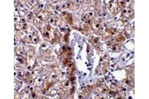 Immunohistochemistry (IHC) image for anti-Caspase 12 (Gene/pseudogene) (CASP12) (Small Isoform) antibody (ABIN1031700)