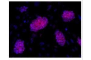 ICC/IF Image Immunofluorescence analysis of mESCs on CF1 feeders, using OCT3/4, antibody at 1:200 dilution. (OCT4 anticorps)