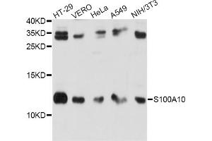 Western blot analysis of extracts of various cell lines, using S100A10 antibody (ABIN6290226) at 1:1000 dilution. (S100A10 anticorps)