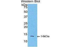 Western Blotting (WB) image for anti-Inhibin, beta A (INHBA) (AA 314-424) antibody (ABIN1078188) (INHBA anticorps  (AA 314-424))
