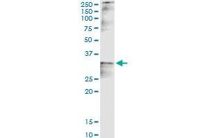Immunoprecipitation of CCND2 transfected lysate using anti-CCND2 MaxPab rabbit polyclonal antibody and Protein A Magnetic Bead , and immunoblotted with CCND2 purified MaxPab mouse polyclonal antibody (B01P) .