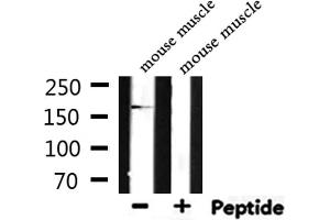 Western blot analysis of extracts from mouse muscle, using MYLK Antibody. (MYLK anticorps  (C-Term))