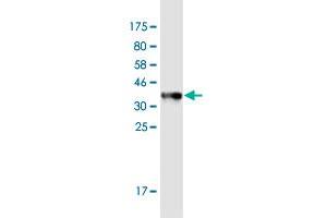 Western Blot detection against Immunogen (35.