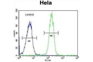 Flow cytometric analysis of Hela cells using GALNT5 Antibody (N-term) Cat. (GALNT5 anticorps  (N-Term))