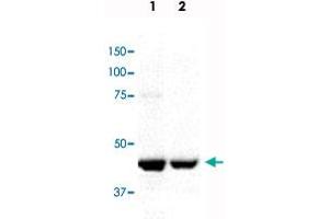 Western blot analysis in Lane 1: mitotic HeLa cell lysate and Lane 2: mitotic Jurkat cell lysate with CENPE monoclonal antibody, clone CENP-E. (CENPE anticorps)