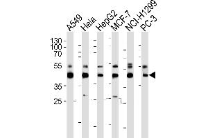 Western blot analysis of lysates from A549, Hela, HepG2, MCF-7, NCI-, PC-3 cell line (from left to right), using INHBA Antibody (C-term) (ABIN6242724 and ABIN6577397). (INHBA anticorps  (C-Term))
