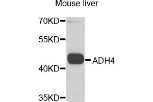 Western blot analysis of extracts of mouse liver, using ADH4 antibody. (ADH4 anticorps)