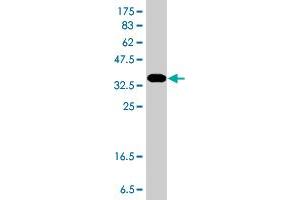 Western Blot detection against Immunogen (37.