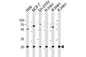 Western blot analysis of lysates from Hela, MCF-7, SH-SY5Y cell line, human brain, mouse brain, rat brain tissue (from left to right), using NTF3 Antibody (Center) (ABIN6242464 and ABIN6577625). (Neurotrophin 3 anticorps  (AA 89-120))