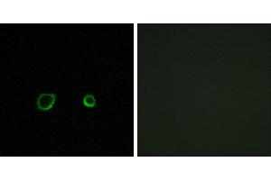 Peptide - +Immunofluorescence analysis of A549 cells, using CNTN4 antibody. (Contactin 4 anticorps)