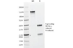 SDS-PAGE Analysis Purified BrdU Mouse Monoclonal Antibody (BRD469). (BrdU anticorps)