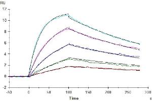 Human IL-18 R1, His tag captured on CM5 Chip via anti-His antibody can bind Human IL-18, No tag with an affinity constant of 1. (IL-18 Protein (AA 37-193))