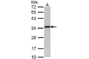 WB Image Sample (30 ug of whole cell lysate) A: Hela 12% SDS PAGE antibody diluted at 1:1000 (NAT1 anticorps)