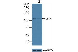 Knockout Varification: Lane 1: Wild-type Hela cell lysate, Lane 2: ABCF1 knockout Hela cell lysate, Predicted MW: 96,92kd Observed MW: 110kd Primary Ab: 3 μg/mL Rabbit Anti-Human ABCF1 Antibody Second Ab: 0.