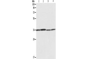Western Blotting (WB) image for anti-Ribosomal Protein, Large, P0 (RPLP0) antibody (ABIN2428679) (RPLP0 anticorps)