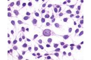 Immunocytochemistry (ICC) image for anti-G Protein-Coupled Receptor 1 (GPR1) (N-Term) antibody (ABIN1048681) (G Protein-Coupled Receptor 1 anticorps  (N-Term))