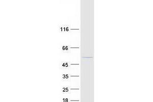 Validation with Western Blot