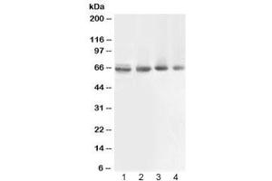 Western blot testing of 1) rat muscle, 2) human COLO320, 3) human 22RV1 and 4) human PANC lysate with ABCB10 antibody at 0. (ABCB10 anticorps  (AA 640-678))