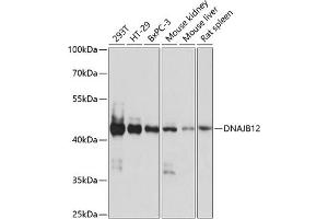 Western blot analysis of extracts of various cell lines, using DN antibody (ABIN7266820) at 1:1000 dilution. (DNAJB12 anticorps  (AA 250-409))