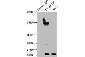 Immunoprecipitating DNAJC19 in Hela whole cell lysate Lane 1: Rabbit control IgG instead of ABIN7159895 in Hela whole cell lysate.