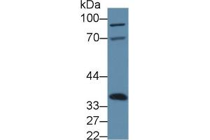Western blot analysis of Mouse Liver lysate, using Mouse ANXA4 Antibody (3 µg/ml) and HRP-conjugated Goat Anti-Rabbit antibody ( (Annexin IV anticorps  (AA 151-313))