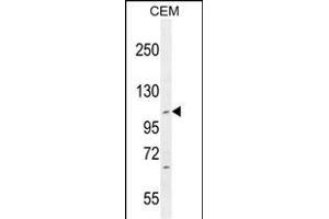IFT88 Antibody (C-term) (ABIN655090 and ABIN2844723) western blot analysis in CEM cell line lysates (35 μg/lane). (IFT88 anticorps  (C-Term))