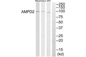 Western Blotting (WB) image for anti-Adenosine Monophosphate Deaminase 2 (AMPD2) (Internal Region) antibody (ABIN1850741) (AMPD2 anticorps  (Internal Region))