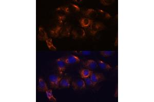 Immunofluorescence analysis of C6 cells using  antibody (ABIN7265713) at dilution of 1:100.