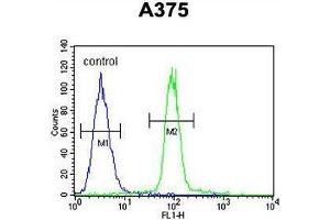 ACF Antibody (C-term) flow cytometric analysis of A375 cells (right histogram) compared to a negative control cell (left histogram).