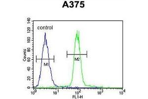 ACF Antibody (C-term) flow cytometric analysis of A375 cells (right histogram) compared to a negative control cell (left histogram).