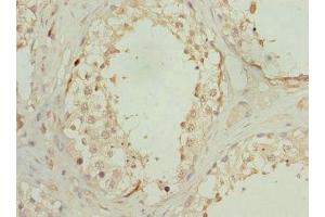 Immunohistochemistry of paraffin-embedded human testis tissue using ABIN7162292 at dilution of 1:100 (OAZ1 anticorps  (AA 1-68))