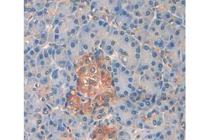 IHC-P analysis of pancreas tissue, with DAB staining. (PTPRN2 anticorps  (AA 839-1015))