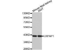 Western blot analysis of extracts of various cell lines, using LRPAP1 antibody. (LRPAP1 anticorps)