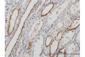 Image no. 1 for anti-Paralemmin (PALM) (AA 176-285) antibody (ABIN598853) (Paralemmin anticorps  (AA 176-285))