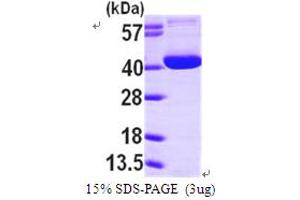 SDS-PAGE (SDS) image for 8-Oxoguanine DNA Glycosylase (OGG1) (AA 1-345) protein (His tag) (ABIN667178) (OGG1 Protein (AA 1-345) (His tag))