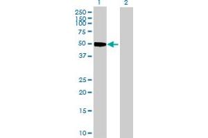 Western Blot analysis of CCNE1 expression in transfected 293T cell line by CCNE1 MaxPab polyclonal antibody. (Cyclin E1 anticorps  (AA 1-410))